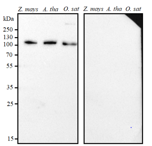 Western blot using anti-plant GLDP | Glycine decarboxylase P protein antibodies